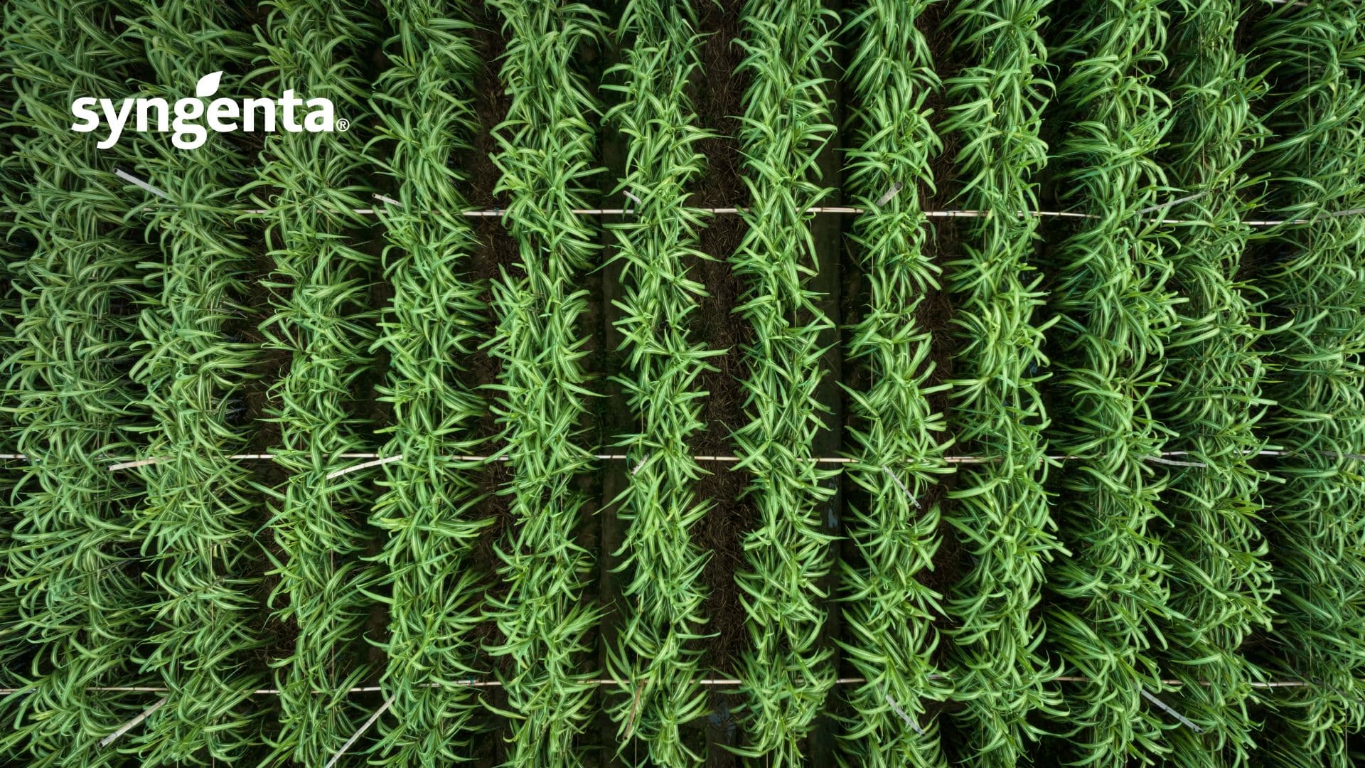 Field crops aerial view